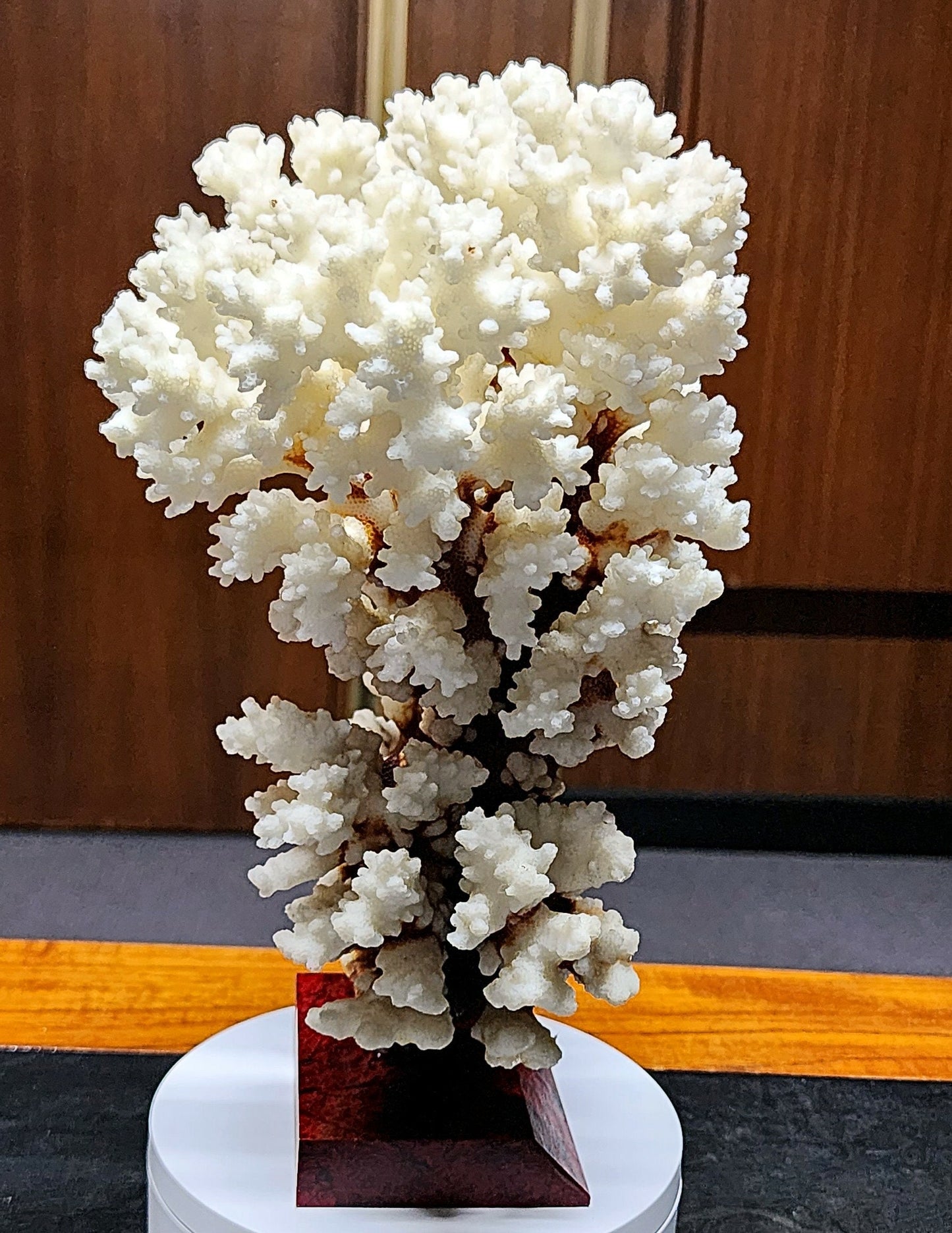 53986.0 - Coral Tree Ornament Natural Short Branched White Coral Tree on Base 270 mm High 2.1 kg