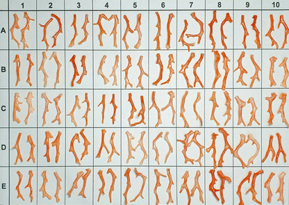 03132 - 5 Pairs Natural Taiwan Coral Branches 30 - 40 mm high Drilled at the Top