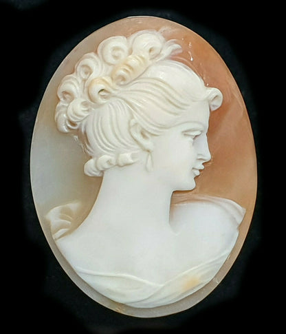 52268 - One Lot of 5 Shell Cameos 30x23 mm