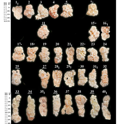 54102.0 - Taiwan Natural Pink Coral Carvings Harvested from the Sea Flowers roses Each about 2.4 - 2.9 gram 12 - 14 carats Some are drilled