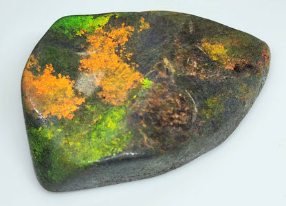 53912.0 - Andamooka Treated Opal Matrix Specimen Huge colour patterns 186.97 carats 50 x 40 x 18 mm Common in the 1960's but a rarity today