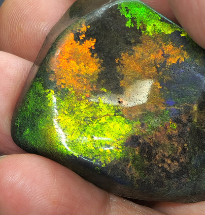 53912.0 - Andamooka Treated Opal Matrix Specimen Huge colour patterns 186.97 carats 50 x 40 x 18 mm Common in the 1960's but a rarity today