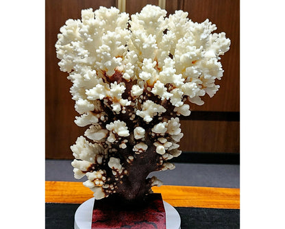 53986.0 - Coral Tree Ornament Natural Short Branched White Coral Tree on Base 270 mm High 2.1 kg