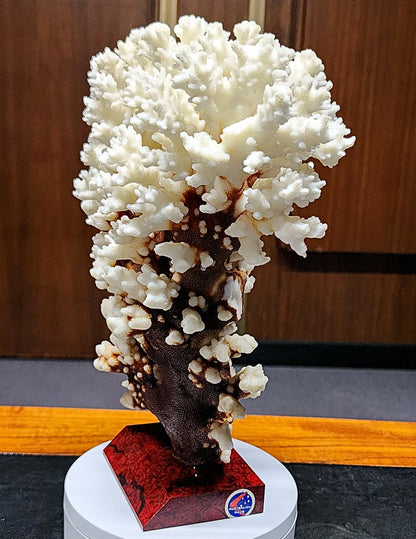 53986.0 - Coral Tree Ornament Natural Short Branched White Coral Tree on Base 270 mm High 2.1 kg