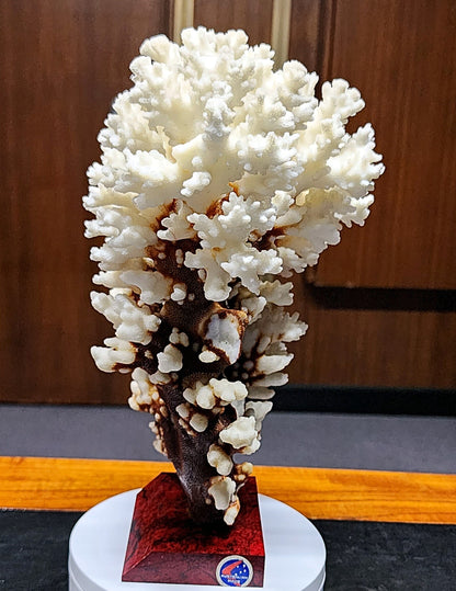 53986.0 - Coral Tree Ornament Natural Short Branched White Coral Tree on Base 270 mm High 2.1 kg