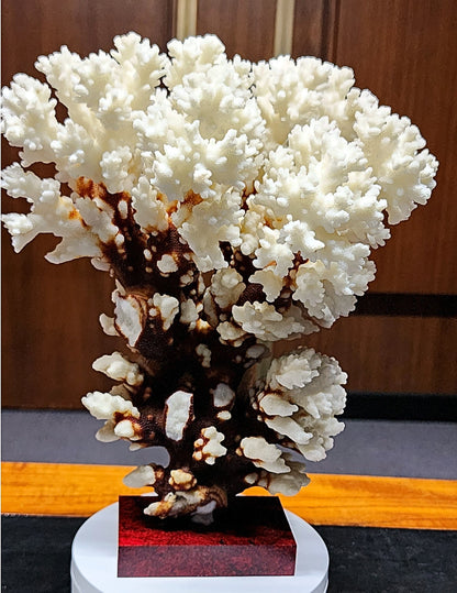 53986.0 - Coral Tree Ornament Natural Short Branched White Coral Tree on Base 270 mm High 2.1 kg