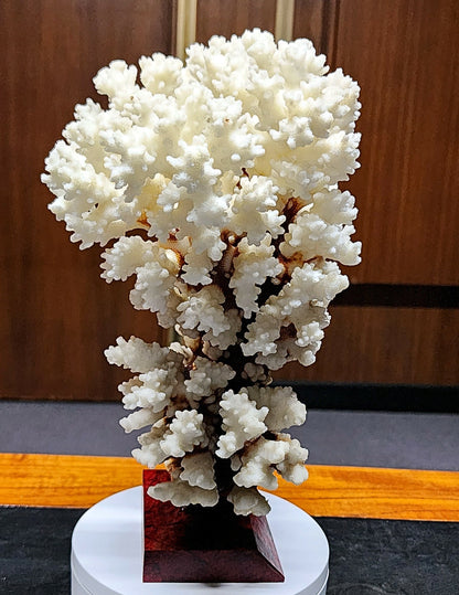 53986.0 - Coral Tree Ornament Natural Short Branched White Coral Tree on Base 270 mm High 2.1 kg