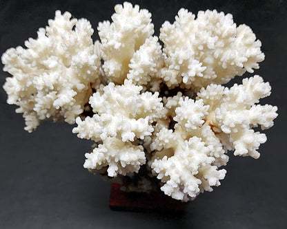 53986.0 - Coral Tree Ornament Natural Short Branched White Coral Tree on Base 270 mm High 2.1 kg