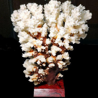 53986.0 - Coral Tree Ornament Natural Short Branched White Coral Tree on Base 270 mm High 2.1 kg