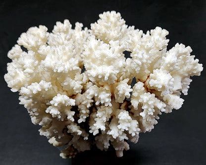 53986.0 - Coral Tree Ornament Natural Short Branched White Coral Tree on Base 270 mm High 2.1 kg