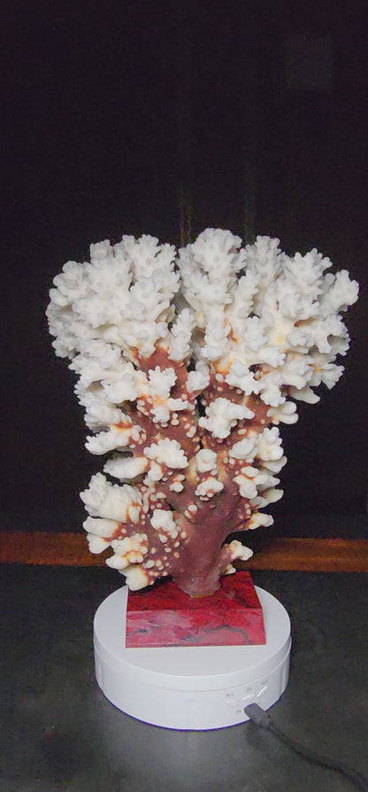 53986.0 - Coral Tree Ornament Natural Short Branched White Coral Tree on Base 270 mm High 2.1 kg